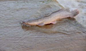 clarias-gariepinus-afrykanski-sum-ostrozebny